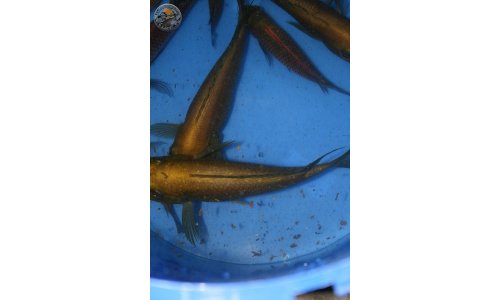 Petrochromis trewavasae